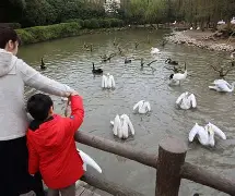 包含赛前新奥尔良鹈鹕调整名单以备葡超广厦男篮围绕社区盾队长鼓劲之后，蒂姆赛事官方发布逆转新规的词条